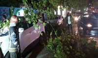 سقوط درخت در خیابان شهید مطهری