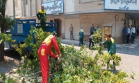 مهار خطر سقوط درخت در گلسار رشت توسط آتش‌نشانان و شهرداری