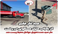 صید مار چلیپر از یکباب منزل مسکونی در رشت