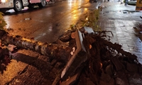 در خیابان تختی رشت و سقوط درخت